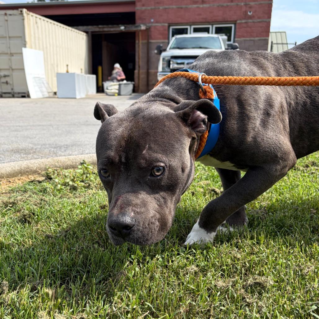 Enlarge Figaro, a Adoptable Mixed Breed in Chattanooga, TN image 1/1