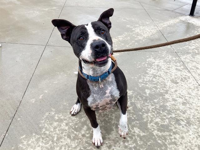 ZEKROM, Adoptable, Adult Male Pit Bull Terrier & Mixed Breed.