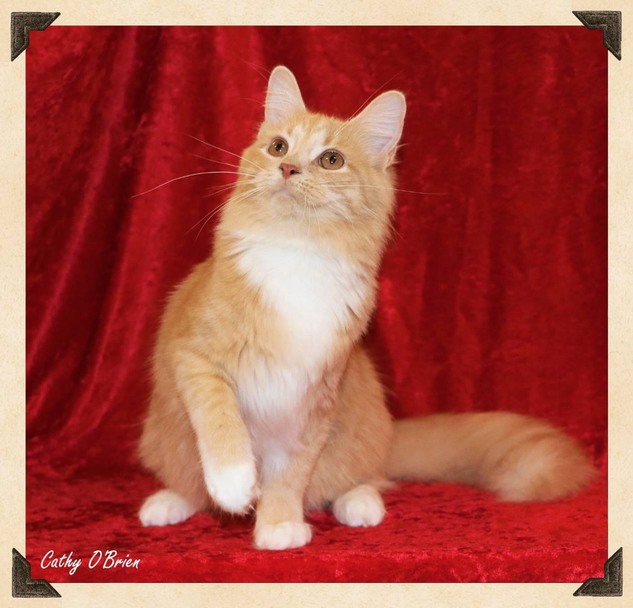 Oliver