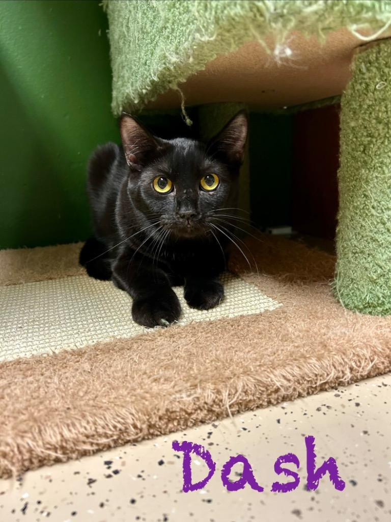 Enlarge Dash, a Adoptable mixed breed in West Union, OH image 2/2