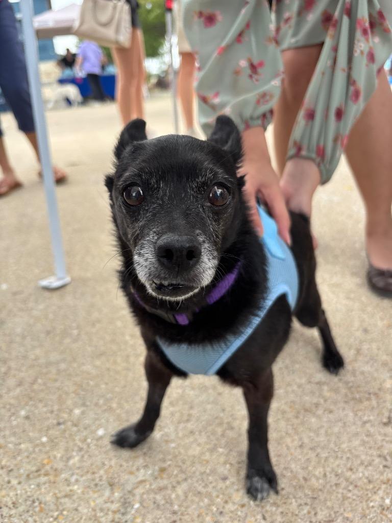 Enlarge Ebby (Huliee), a Adoptable mixed breed in Bryan, TX image 1/3