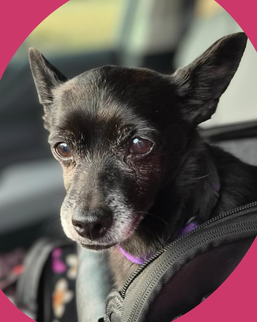 Enlarge Ebby (Huliee), a Adoptable mixed breed in Bryan, TX image 1/4