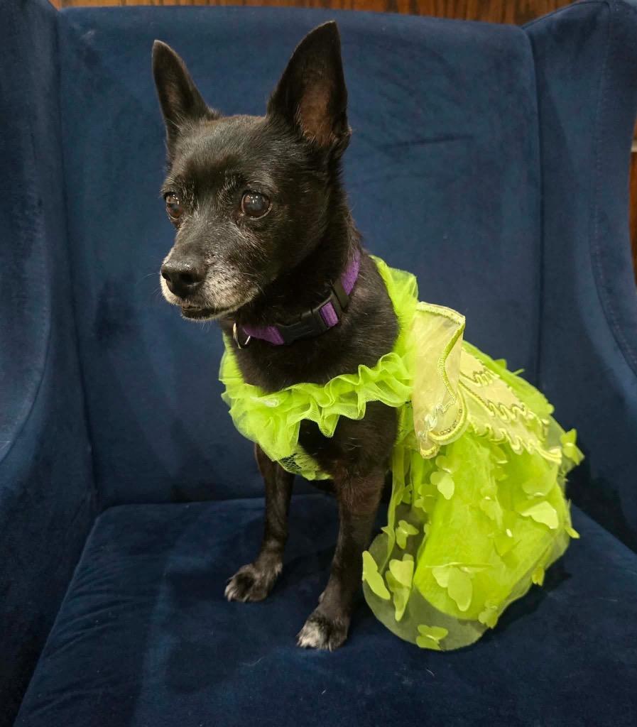 Enlarge Ebby (Huliee), a Adoptable mixed breed in Bryan, TX image 3/6