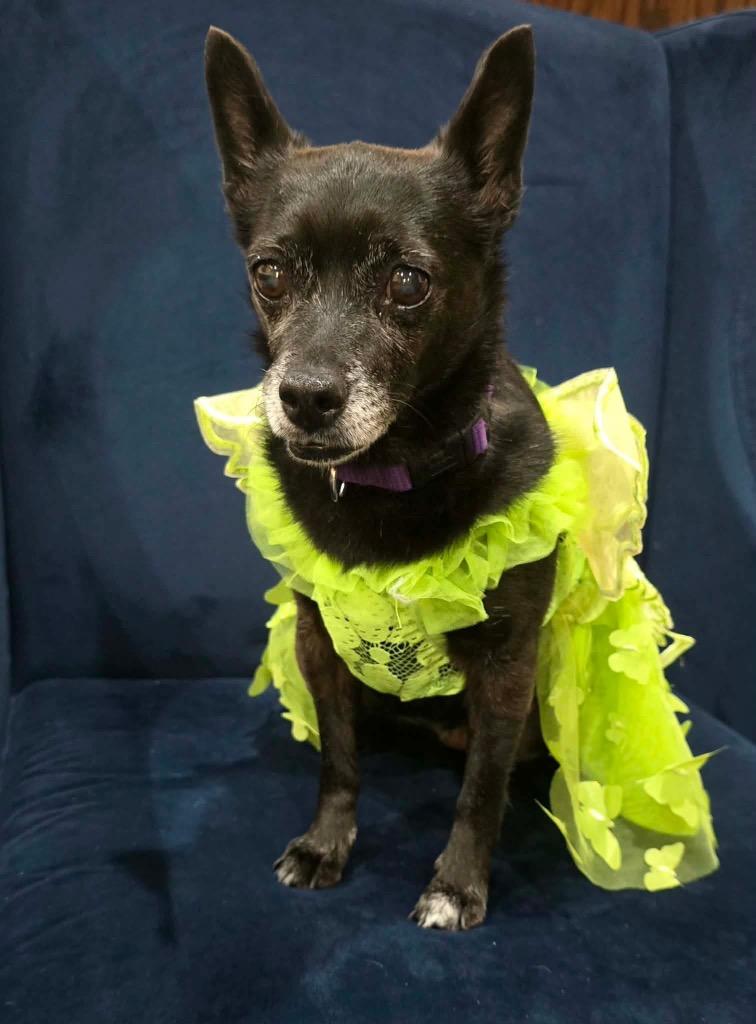 Enlarge Ebby (Huliee), a Adoptable mixed breed in Bryan, TX image 4/6
