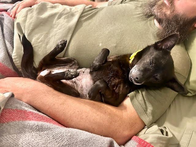 Enlarge Ebby (Huliee), a Adoptable mixed breed in Bryan, TX image 2/4