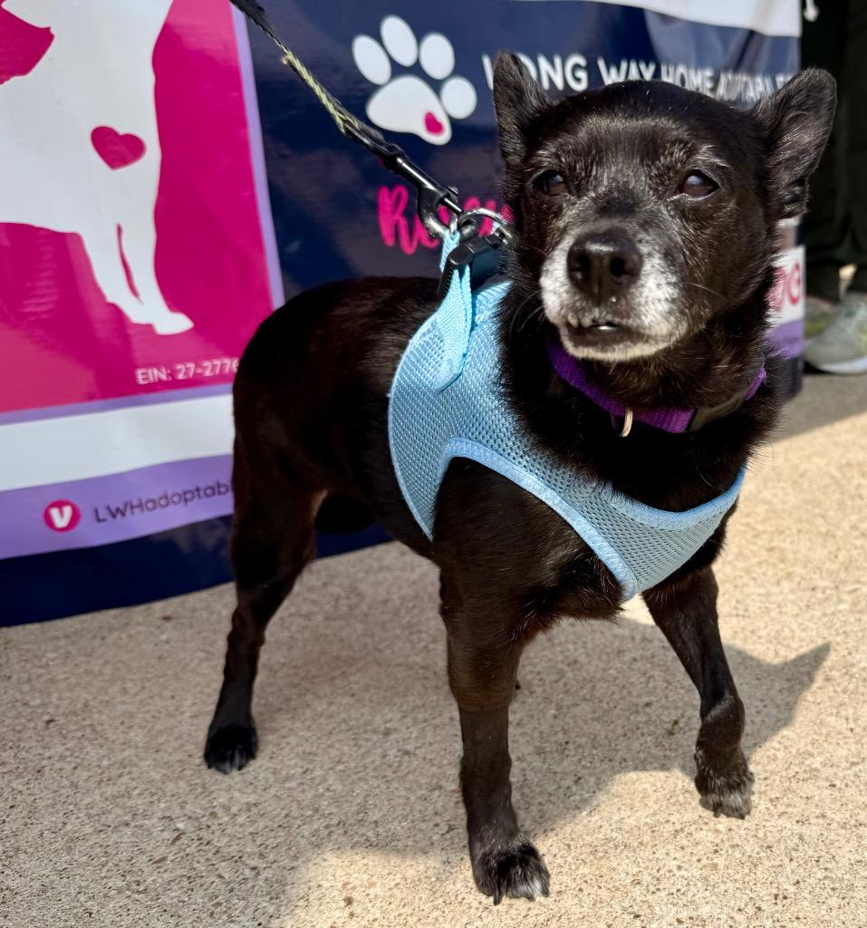 Enlarge Ebby (Huliee), a Adoptable mixed breed in Bryan, TX image 3/3
