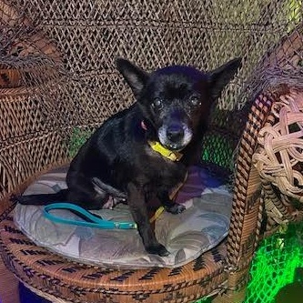 Enlarge Ebby (Huliee), a Adoptable mixed breed in Bryan, TX image 4/4