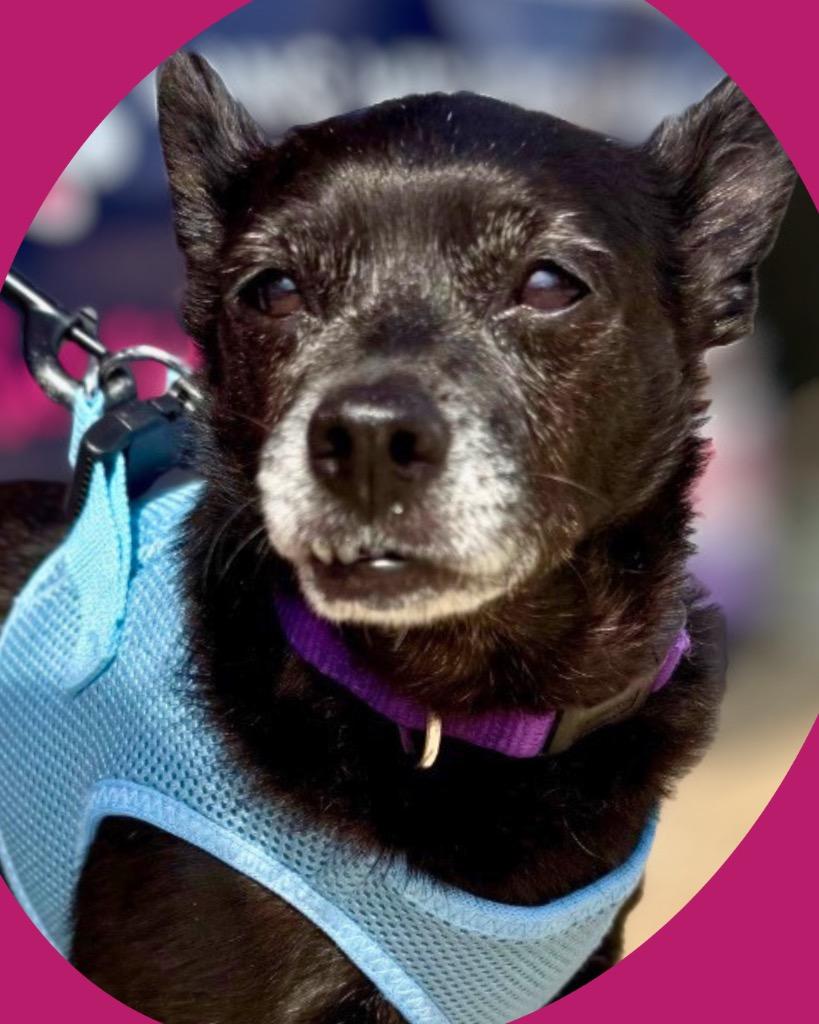 Enlarge Ebby (Huliee), a Adoptable mixed breed in Bryan, TX image 6/6