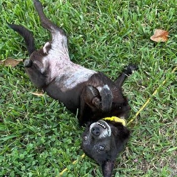 Enlarge Ebby (Huliee), a Adoptable mixed breed in Bryan, TX image 3/4