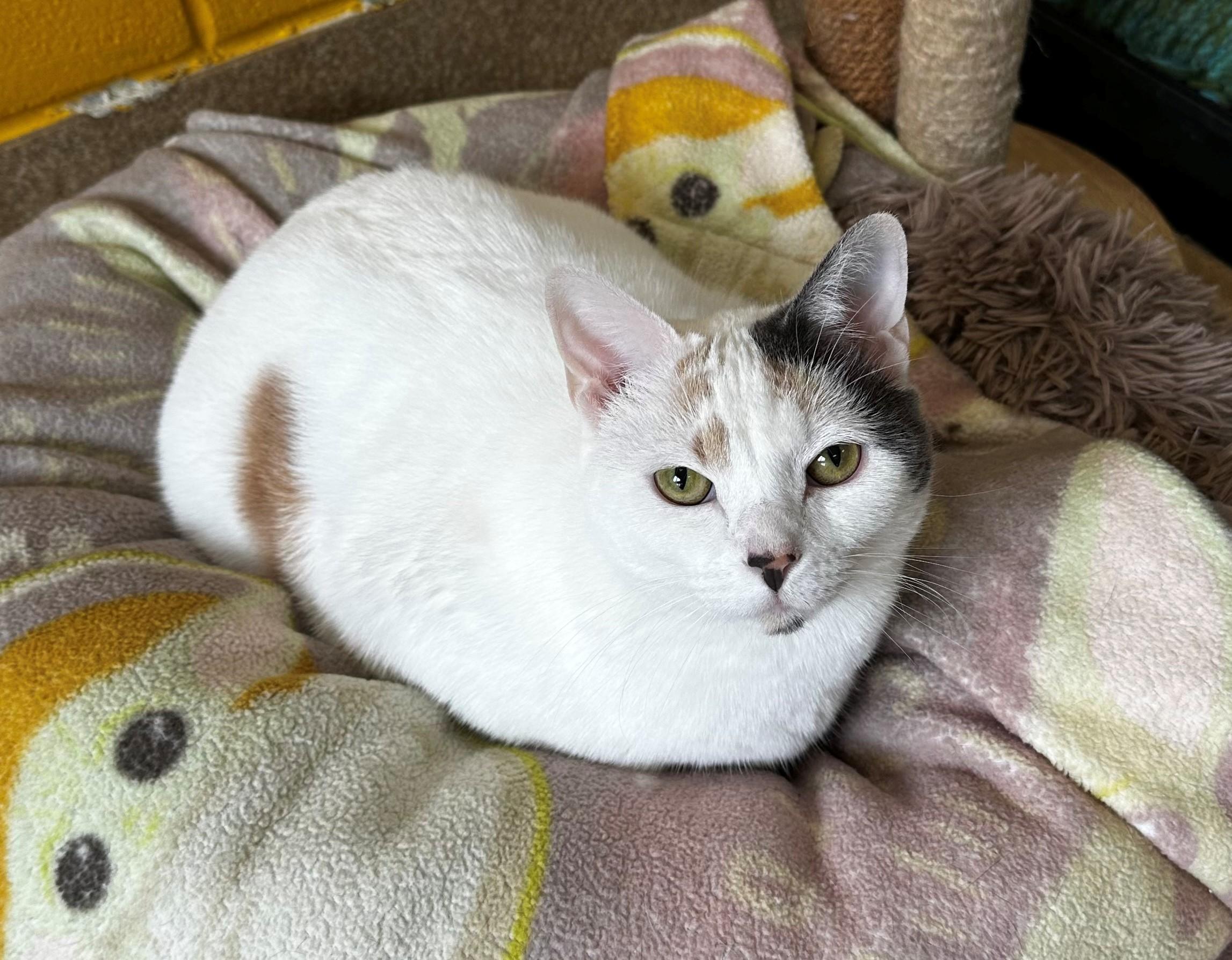 Enlarge Blanch, an adopted Calico in Lake Dallas, TX image 3/3