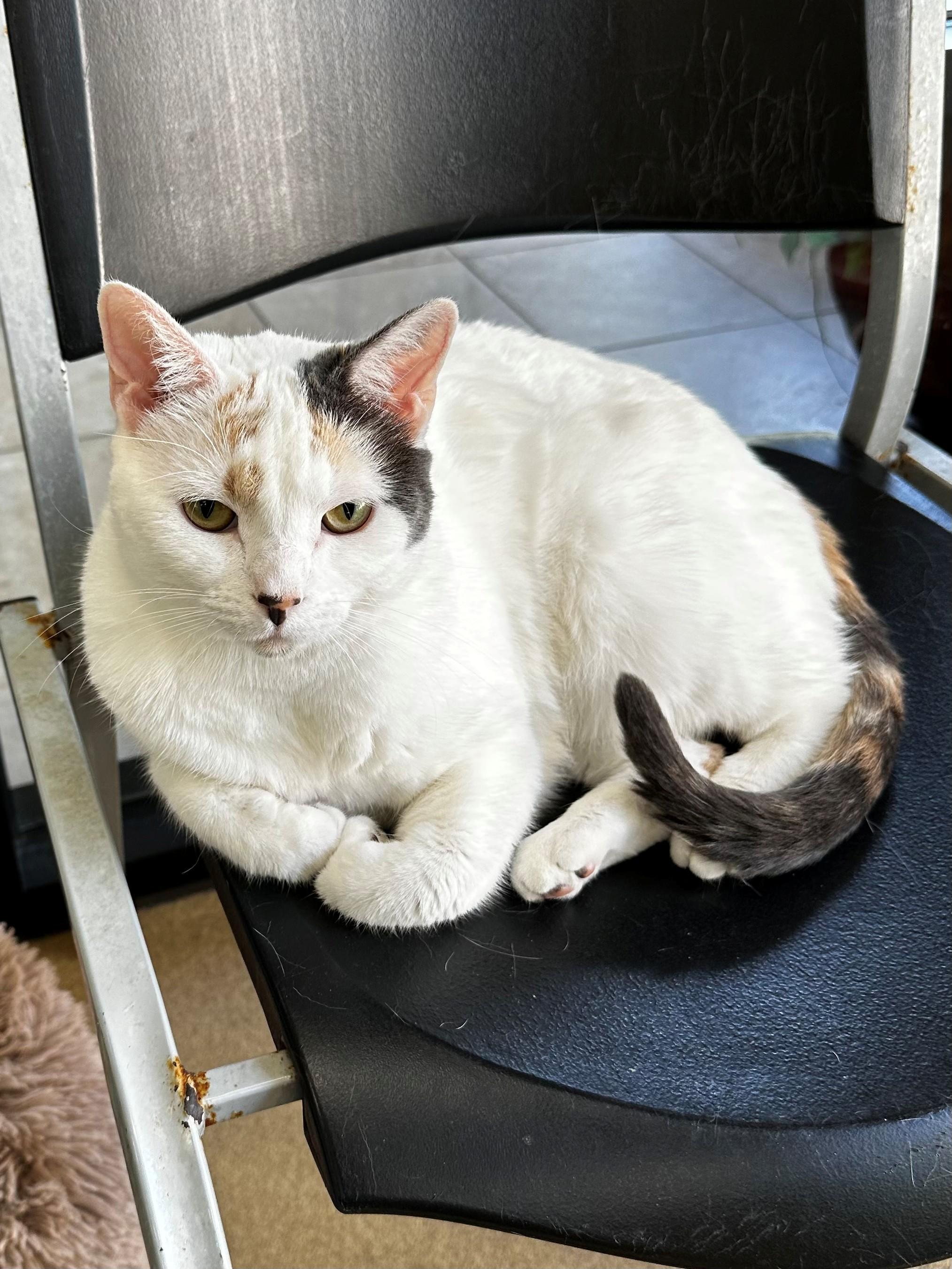 Blanch, adopted, Adult Female Calico.