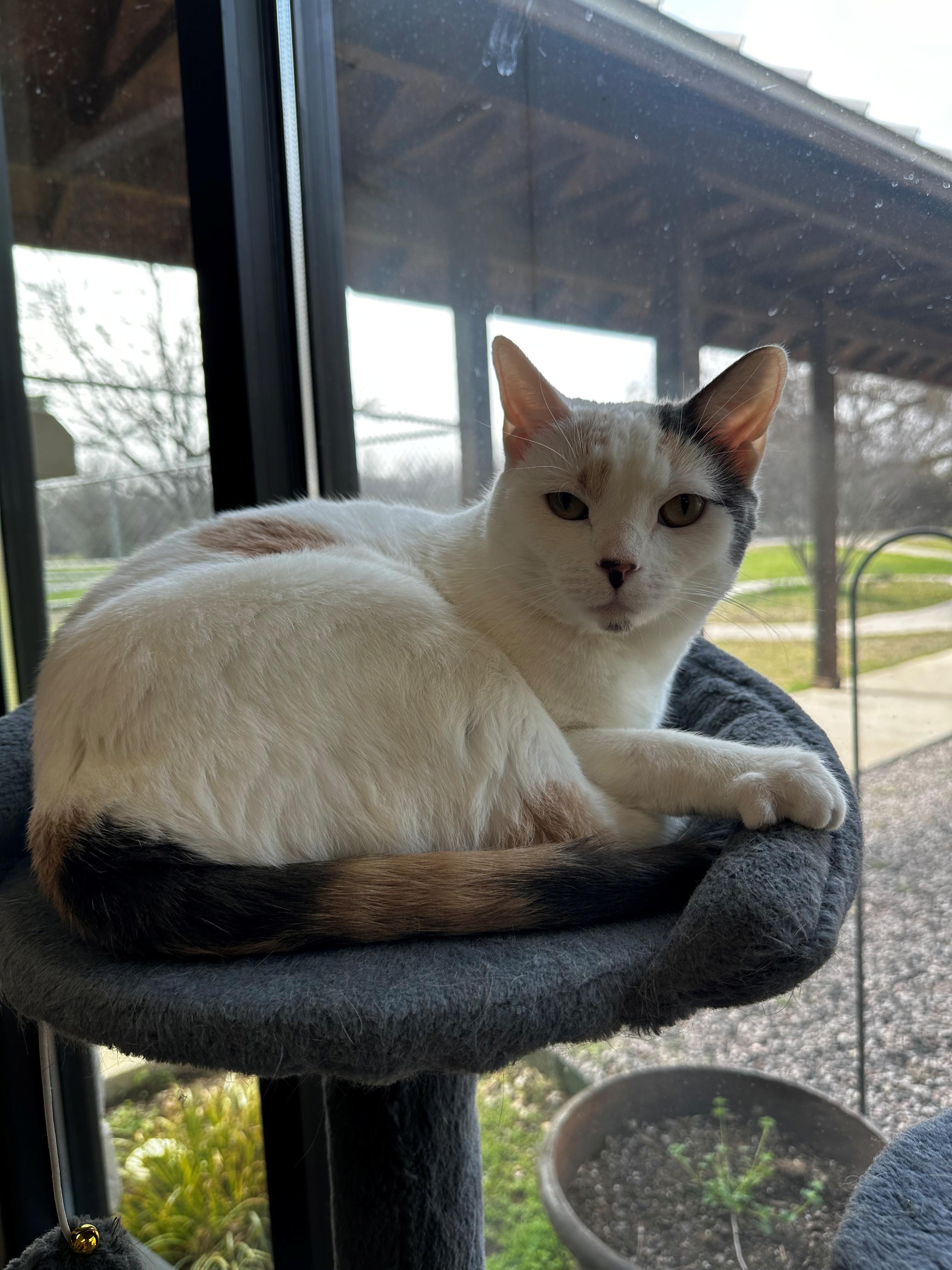 Enlarge Blanch, an adopted Calico in Lake Dallas, TX image 2/3