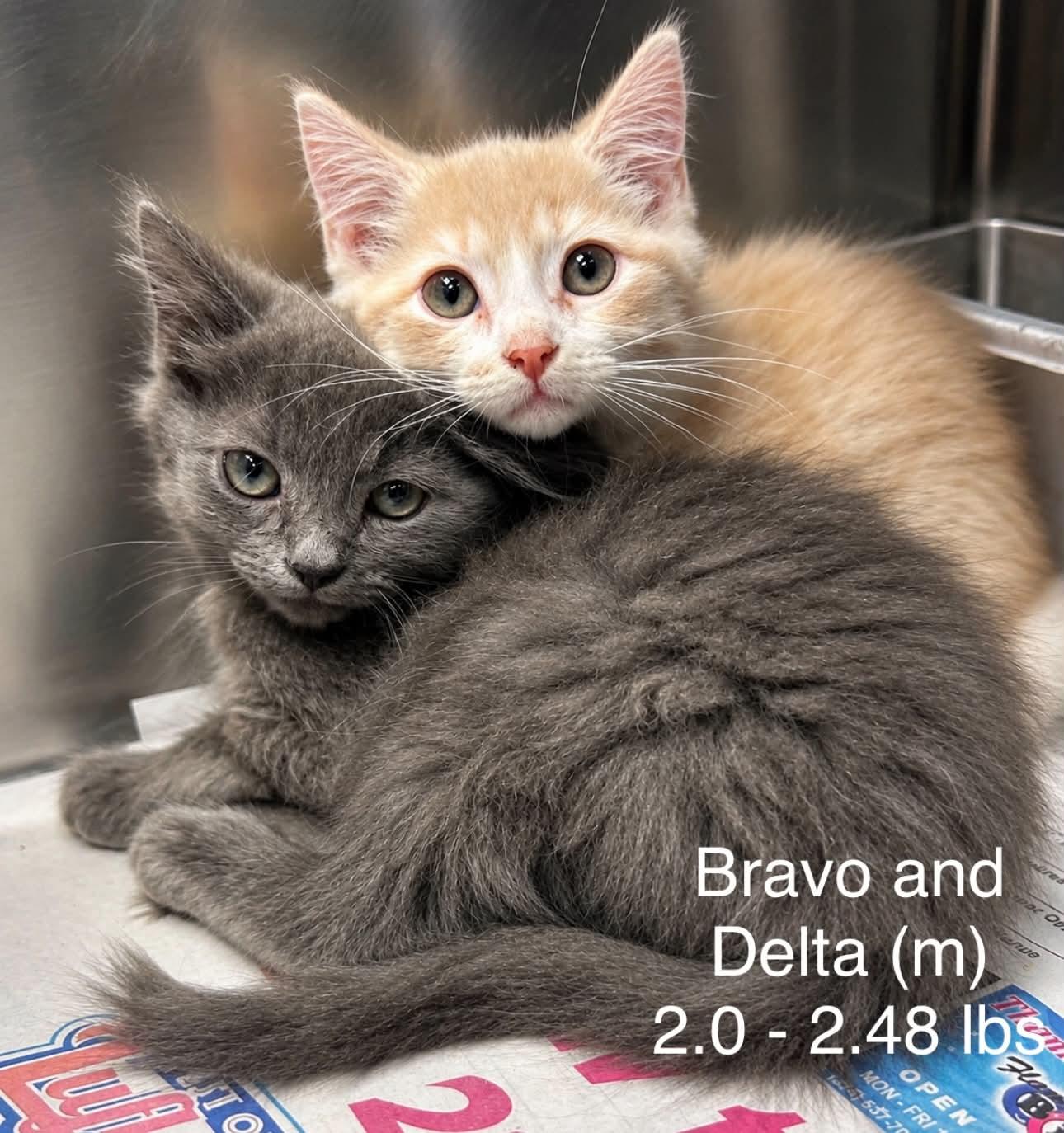 Bravo - Sweet and affectionate, a Adoptable Domestic Medium Hair in Muskego, WI image 3/5