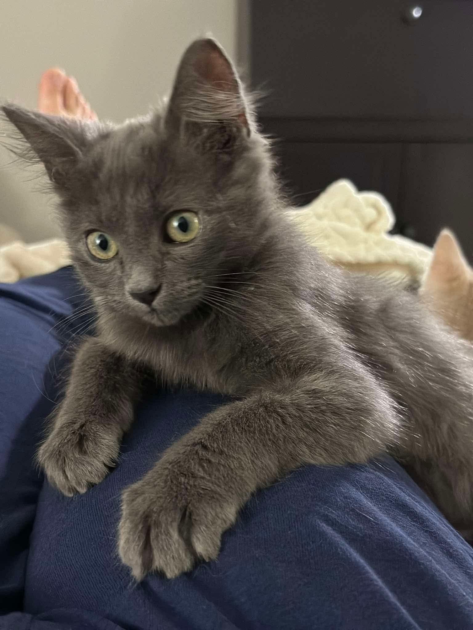 Bravo - Sweet and affectionate, a Adoptable Domestic Medium Hair in Muskego, WI image 4/5