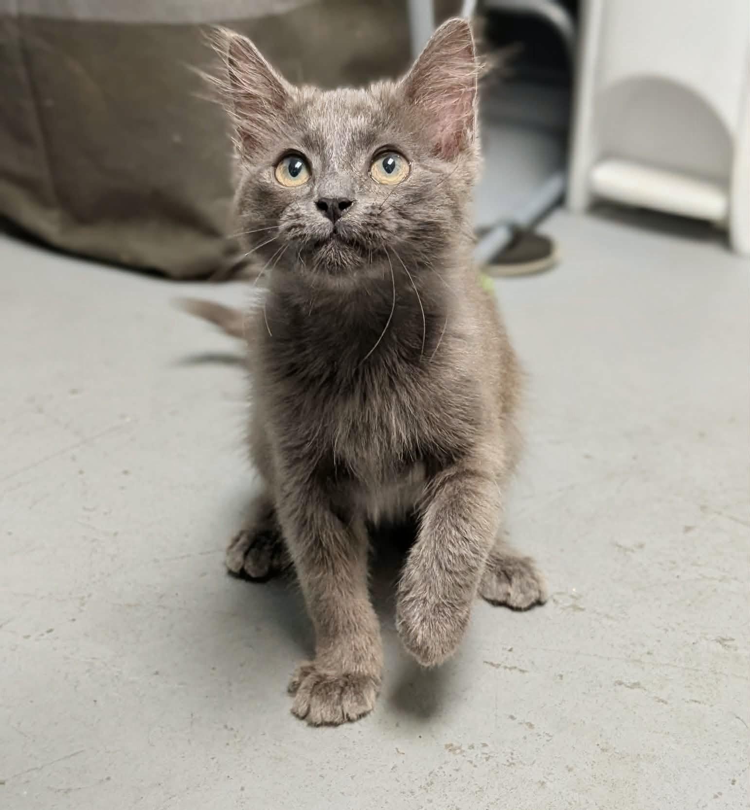 Bravo - Sweet and affectionate, a Adoptable Domestic Medium Hair in Muskego, WI image 2/5