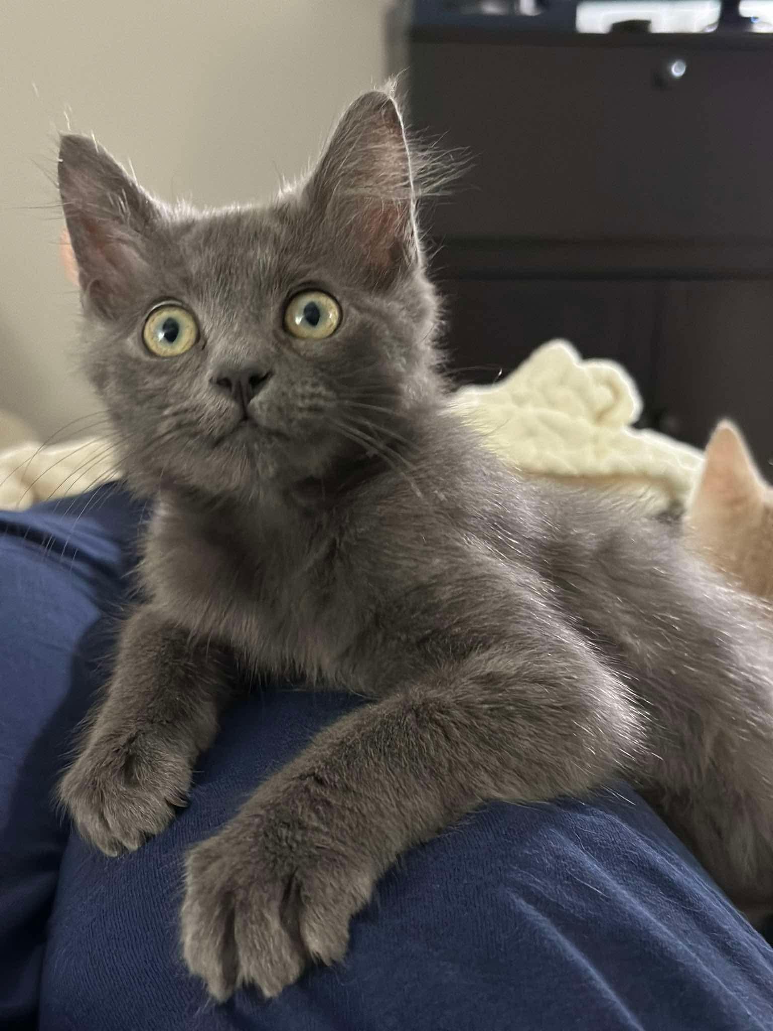 Bravo - Sweet and affectionate, a Adoptable Domestic Medium Hair in Muskego, WI image 1/5