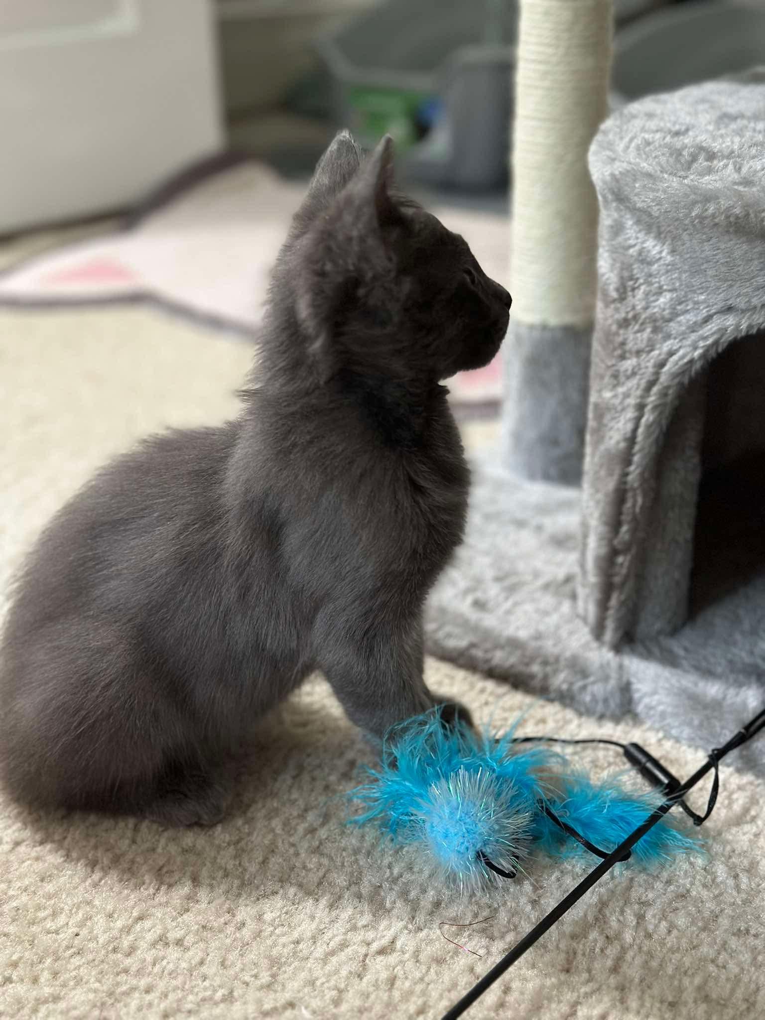 Bravo - Sweet and affectionate, a Adoptable Domestic Medium Hair in Muskego, WI image 5/5