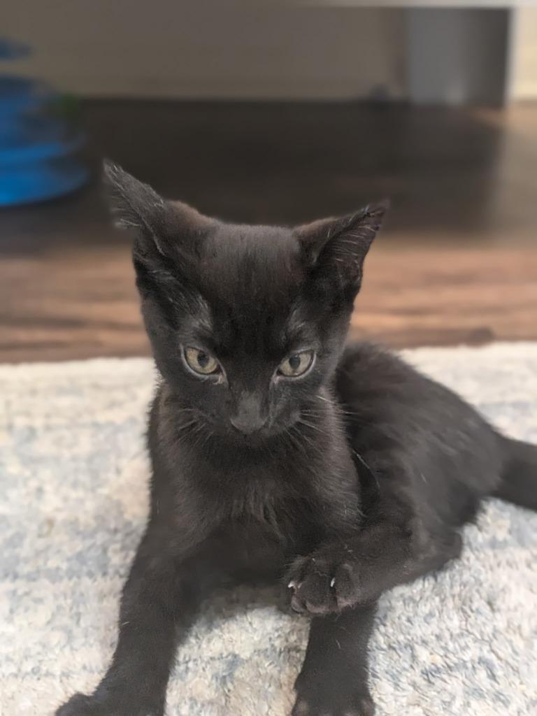 Beanie Baby, Adopted, Kitten Female Domestic Short Hair.