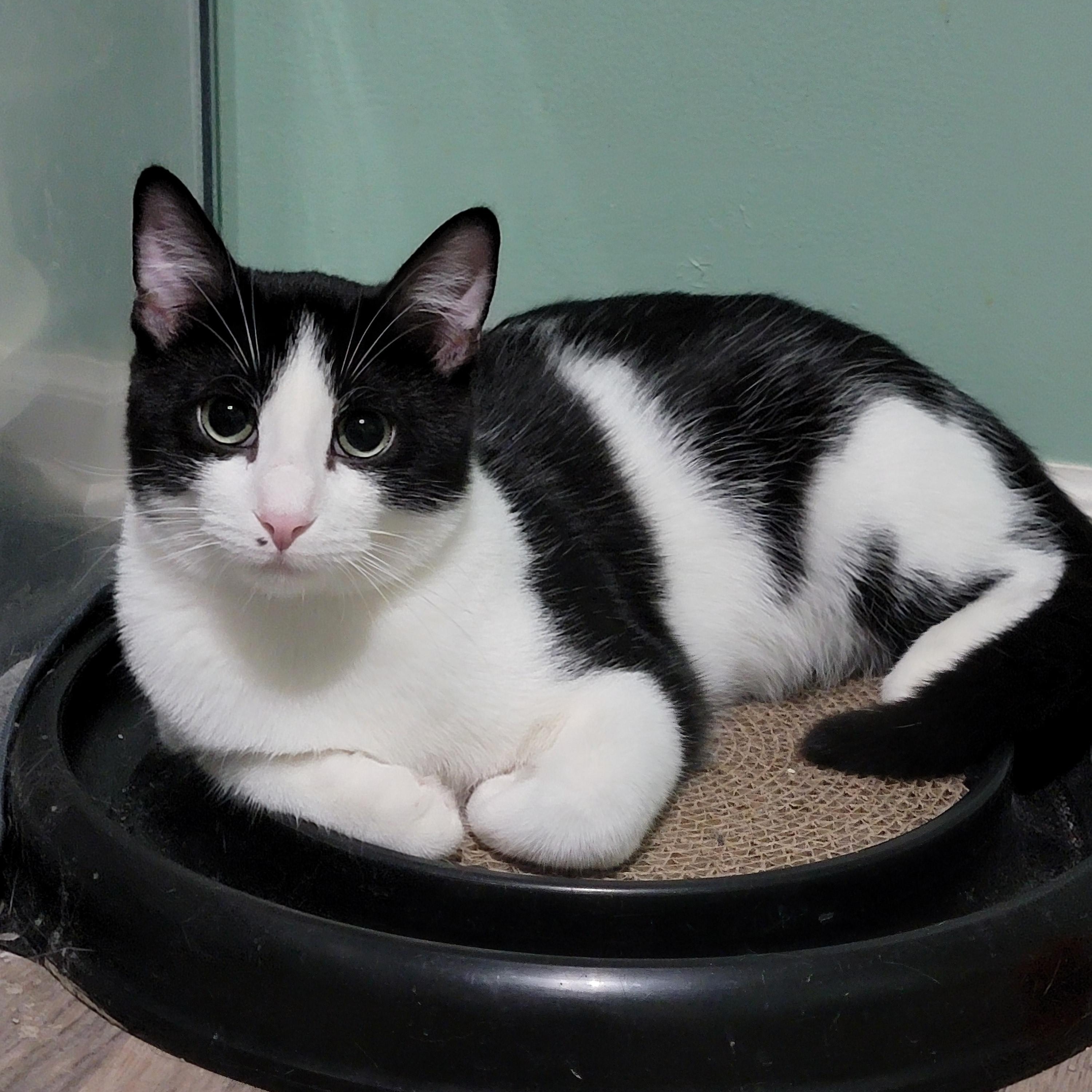 Cantaloupe, a Adoptable Domestic Short Hair in Joliet, IL image 1/4