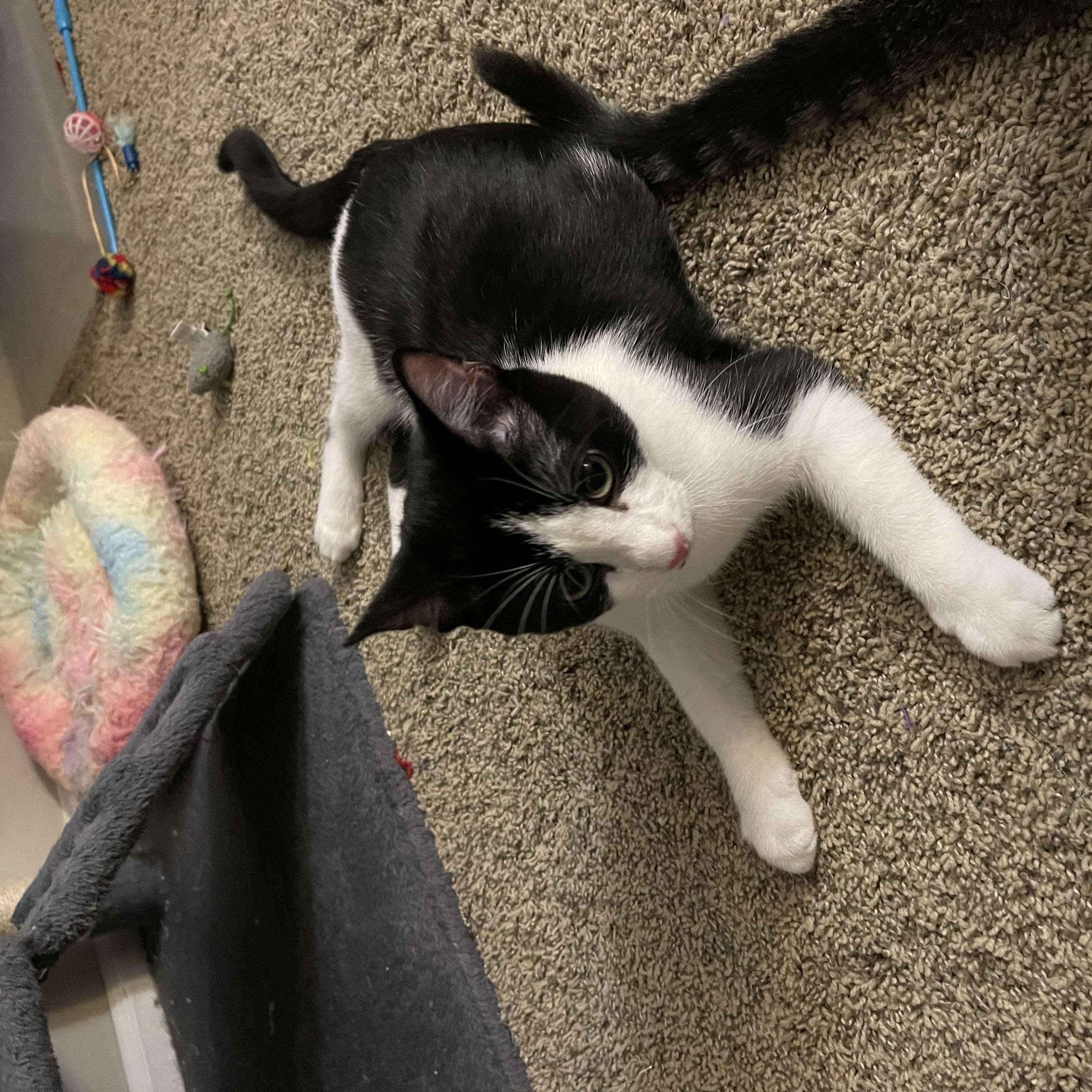 Cantaloupe, a Adoptable Domestic Short Hair in Joliet, IL image 3/4