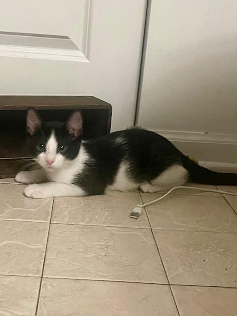 Cantaloupe, a Adoptable Domestic Short Hair in Joliet, IL image 4/4