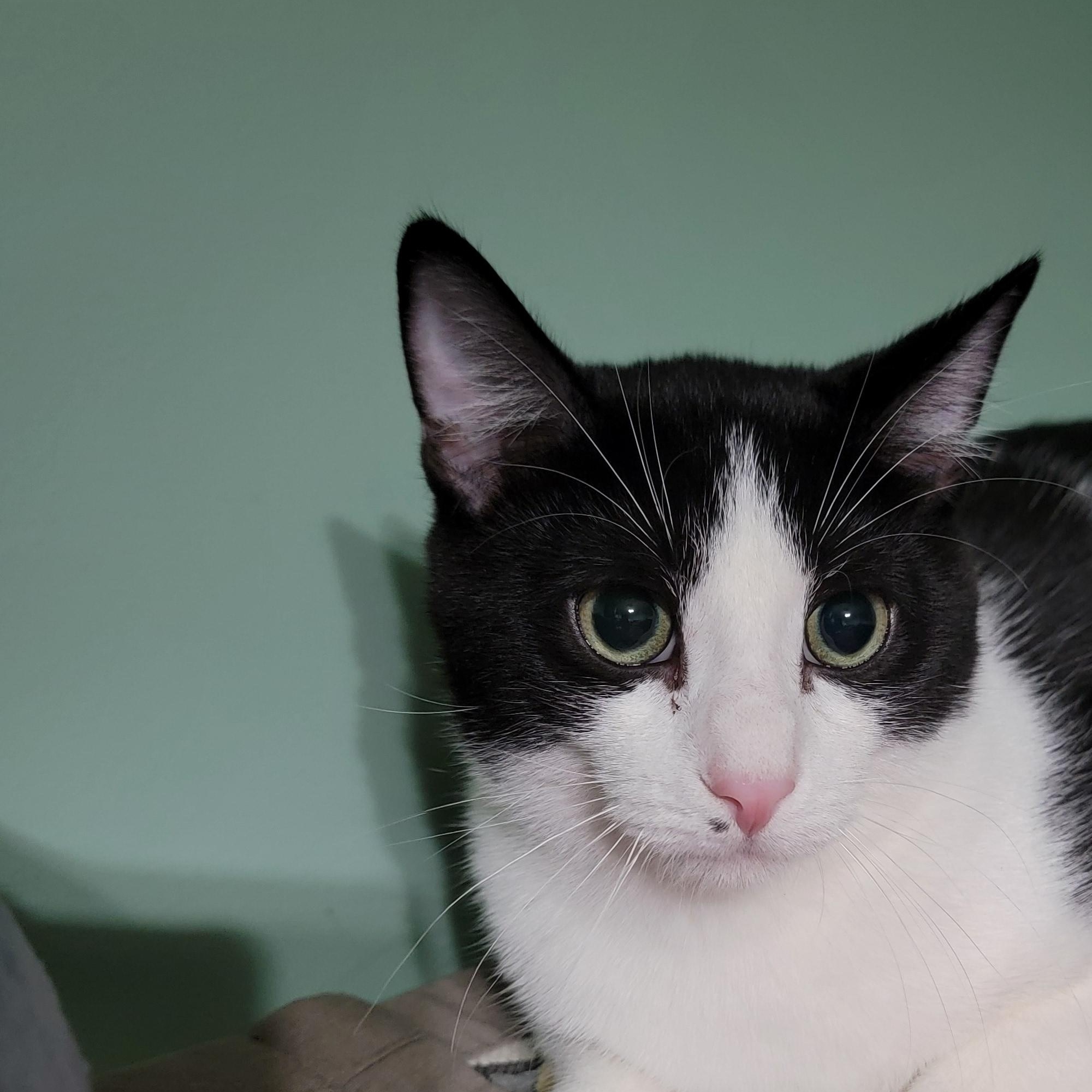 Cantaloupe, a Adoptable Domestic Short Hair in Joliet, IL image 2/4