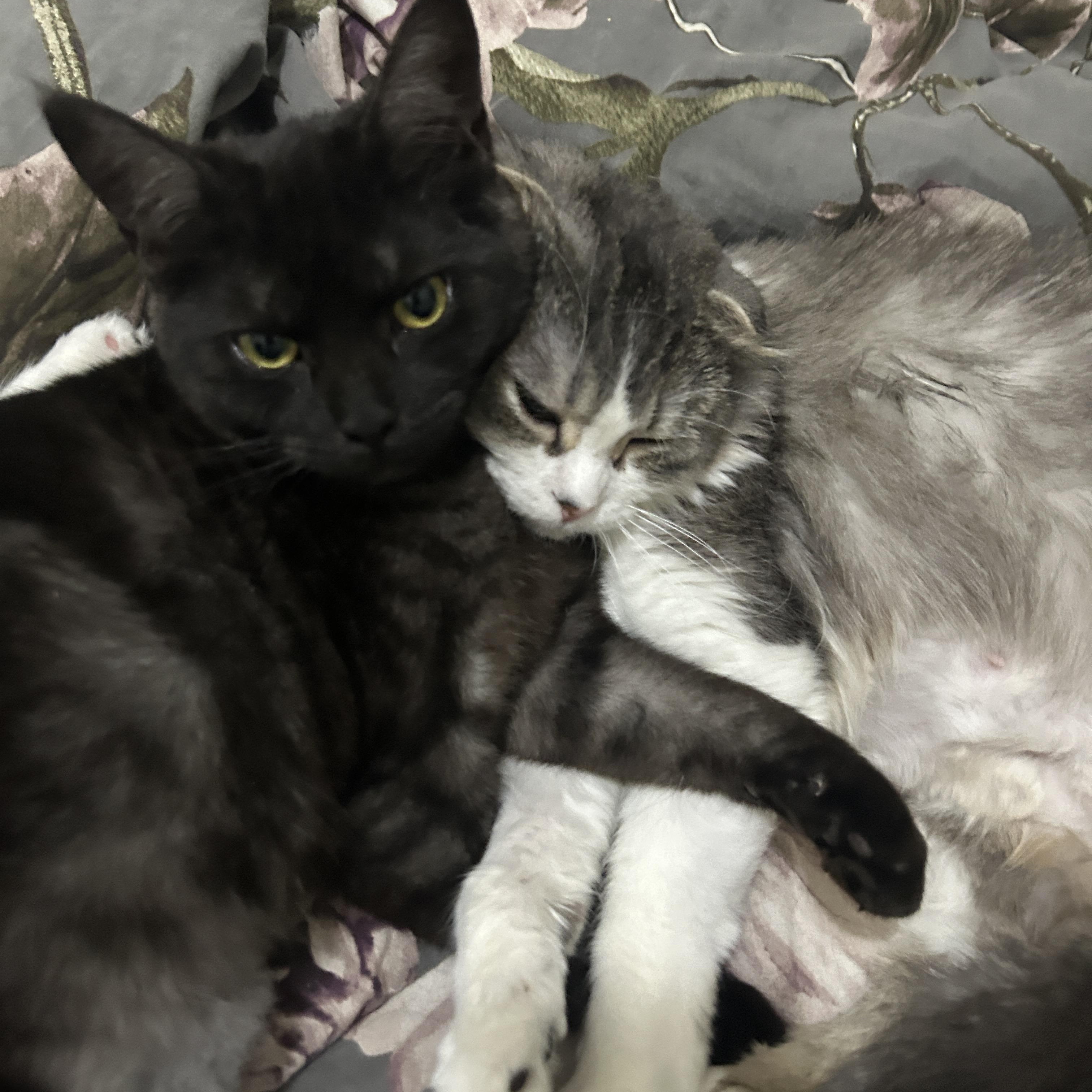 Mavis *MUST BE ADOPTED WITH PO, MAVIS OR BUDDY*