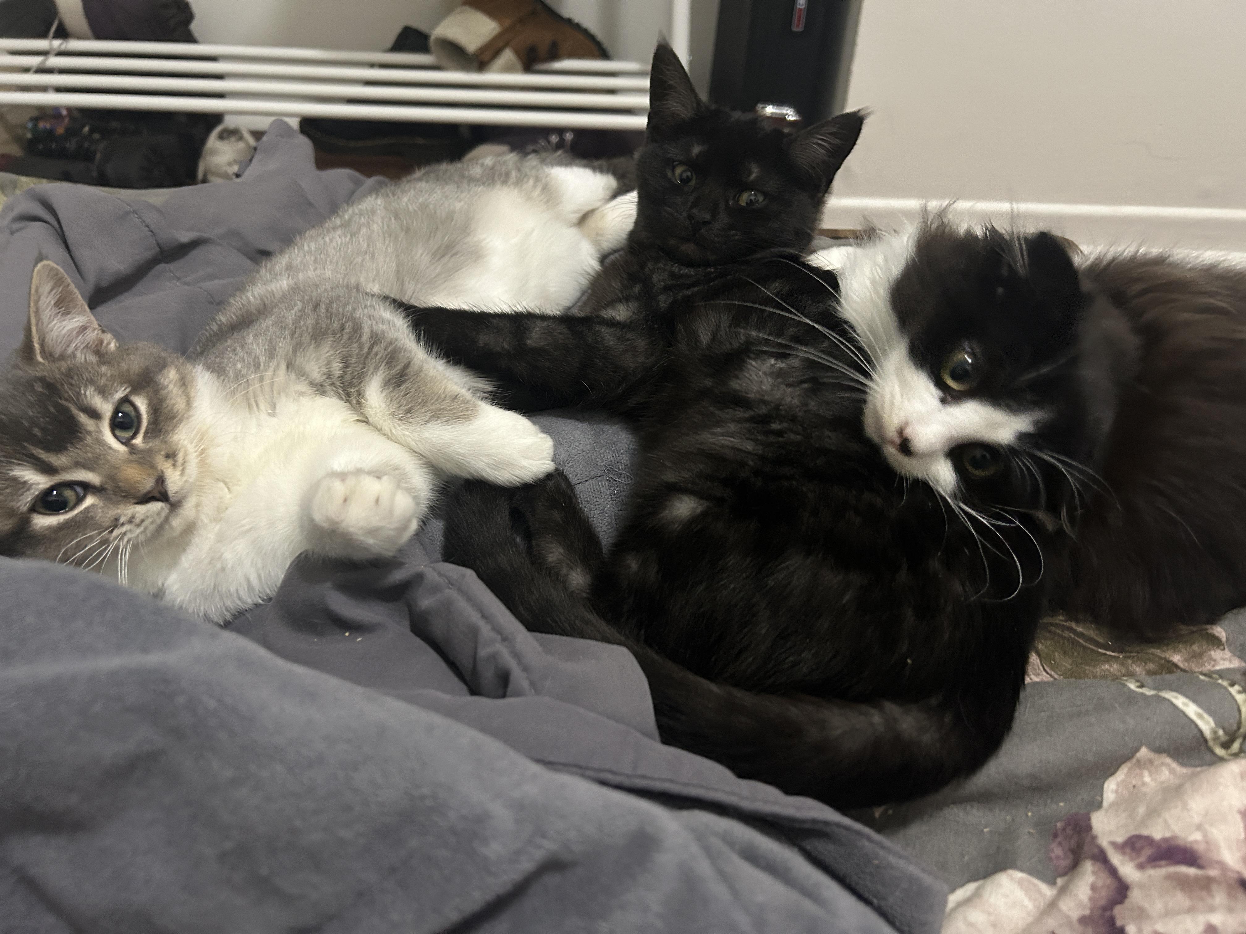 Mavis *MUST BE ADOPTED WITH PO, MAVIS OR BUDDY* — thumbnail 2