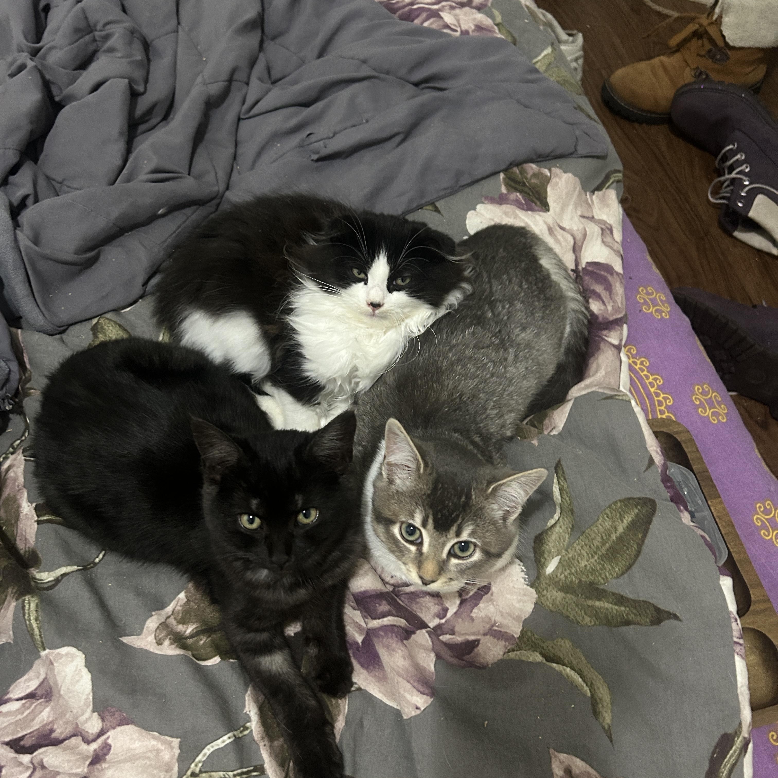 Mavis *MUST BE ADOPTED WITH PO, MAVIS OR BUDDY* — thumbnail 4