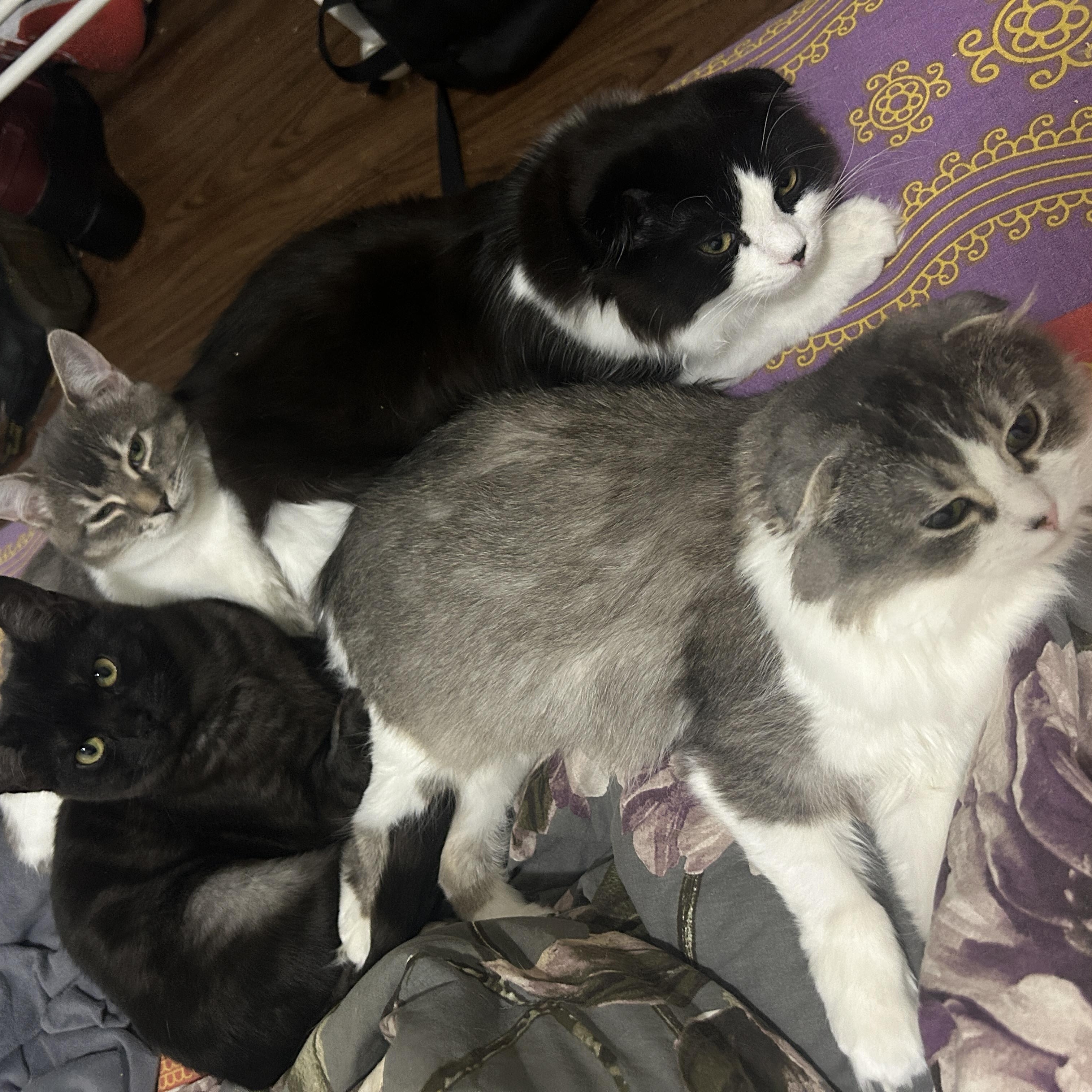 Mavis *MUST BE ADOPTED WITH PO, MAVIS OR BUDDY* — thumbnail 5