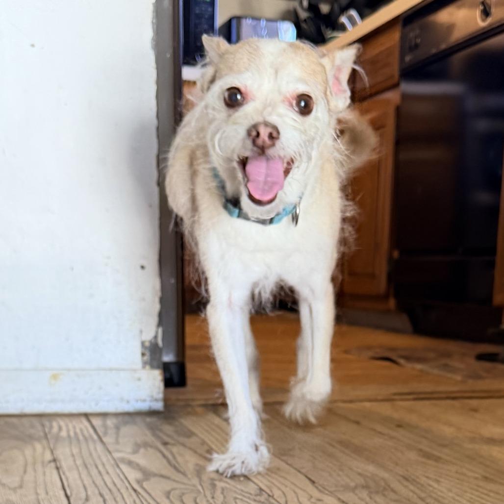 Jax, Adoptable, Senior Male Wirehaired Terrier.