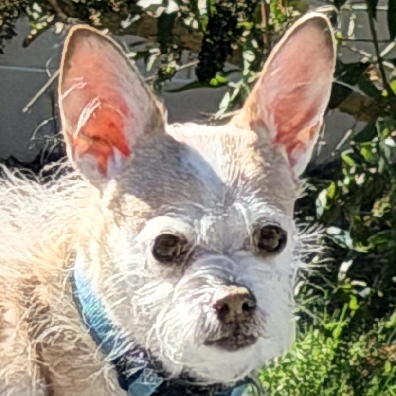 Enlarge Jax, a Adoptable Wirehaired Terrier in Oceanside, NY image 2/4