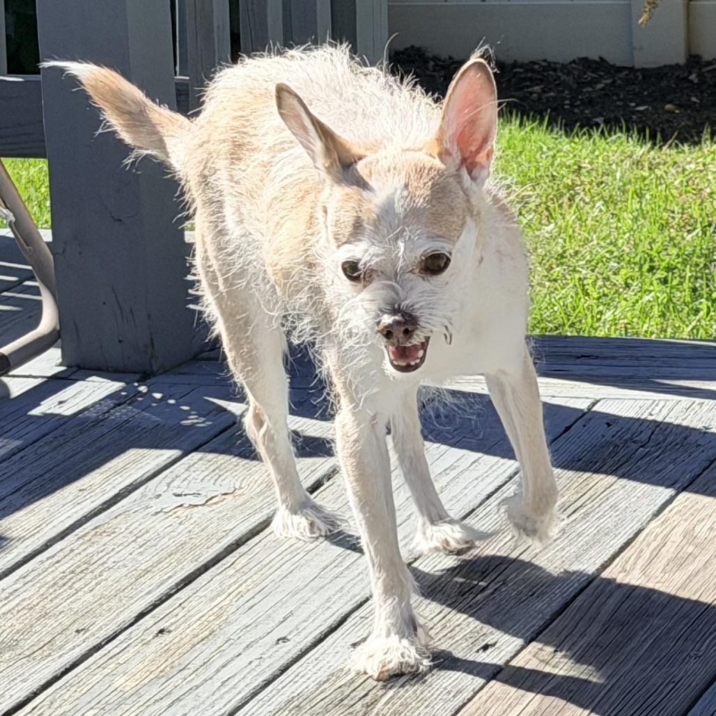 Enlarge Jax, a Adoptable Wirehaired Terrier in Oceanside, NY image 3/4