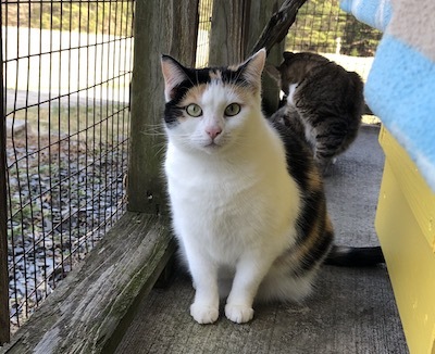 Enlarge Patsy Cline, a Adoptable Calico in Palmyra, VA image 1/6