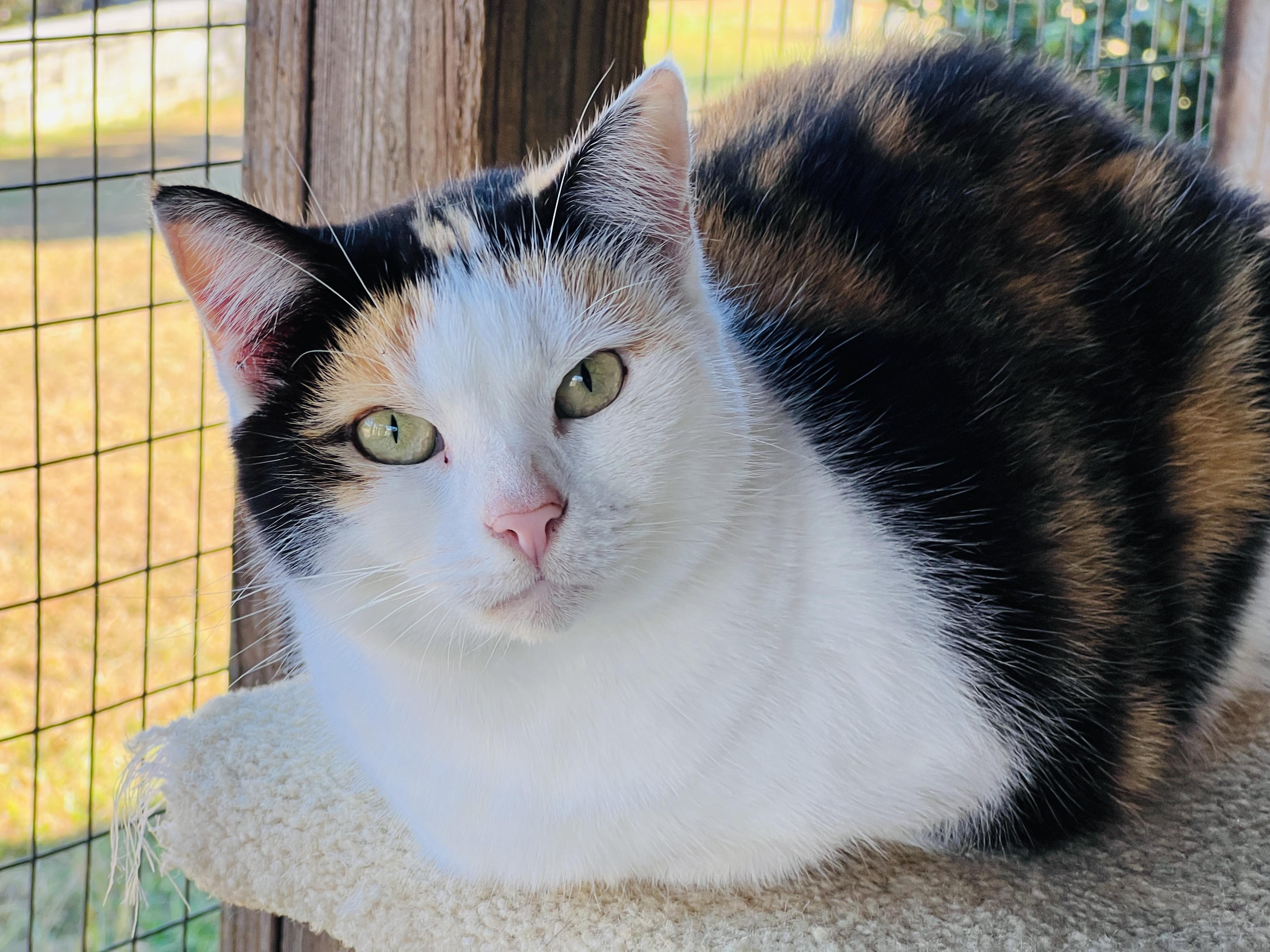 Patsy Cline, an adoptable Calico in Palmyra, VA, 22963 | Photo Image 6