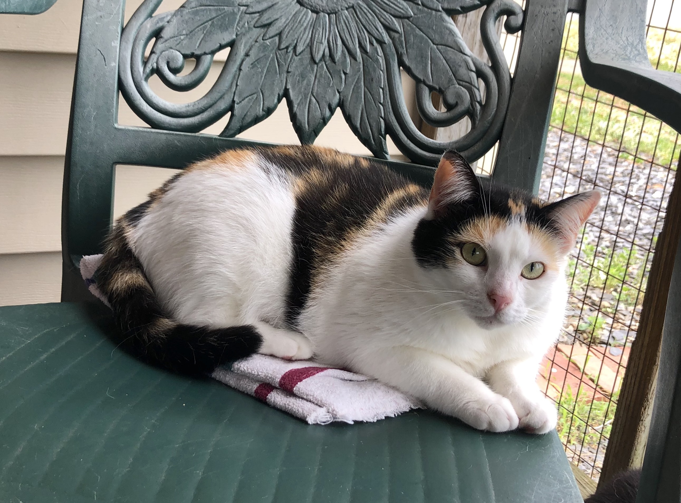 Enlarge Patsy Cline, a Adoptable Calico in Palmyra, VA image 3/6