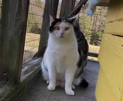 Enlarge Patsy Cline, a Adoptable Calico in Palmyra, VA image 4/6