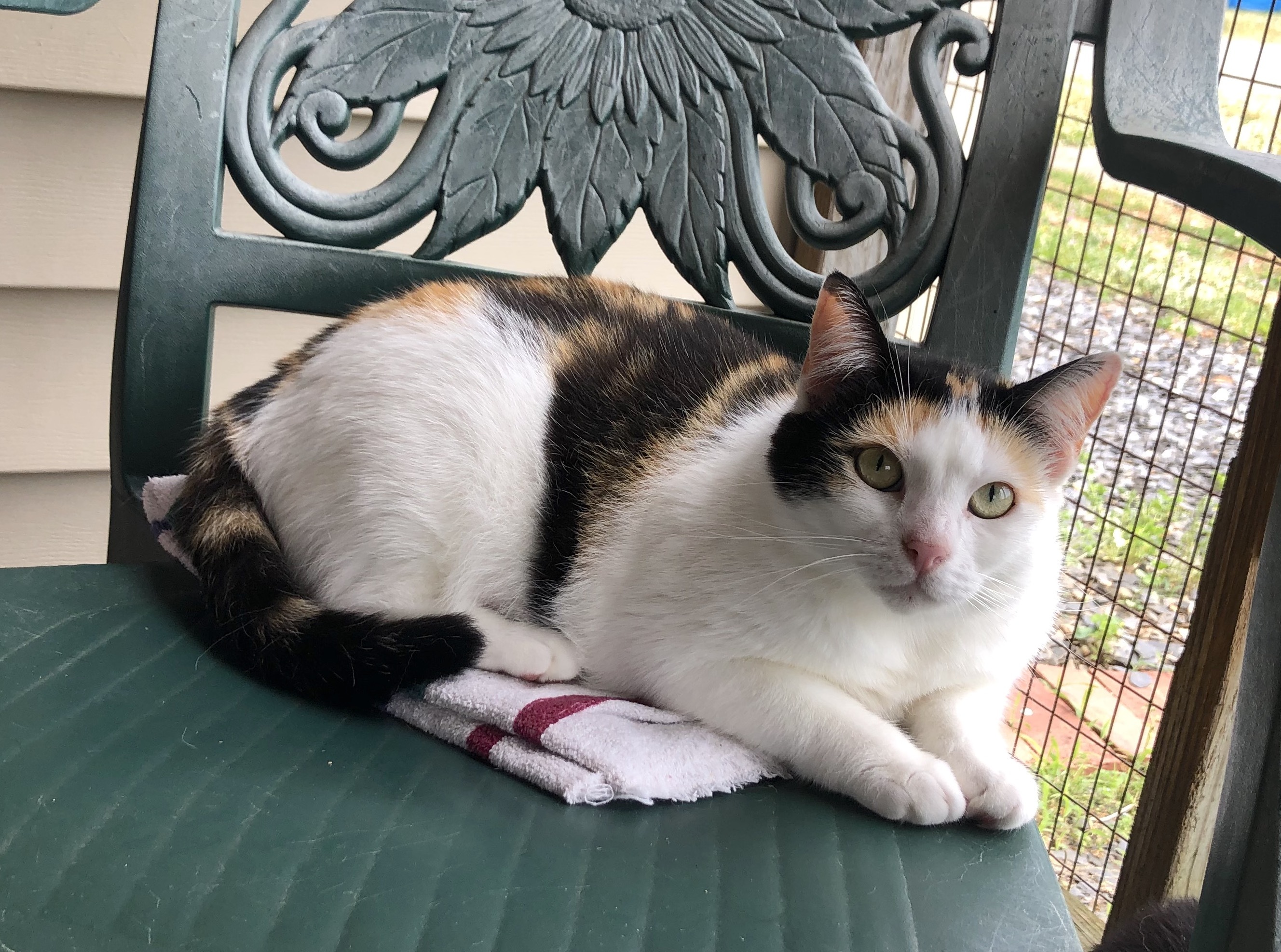 Patsy Cline, Adult Female unknown