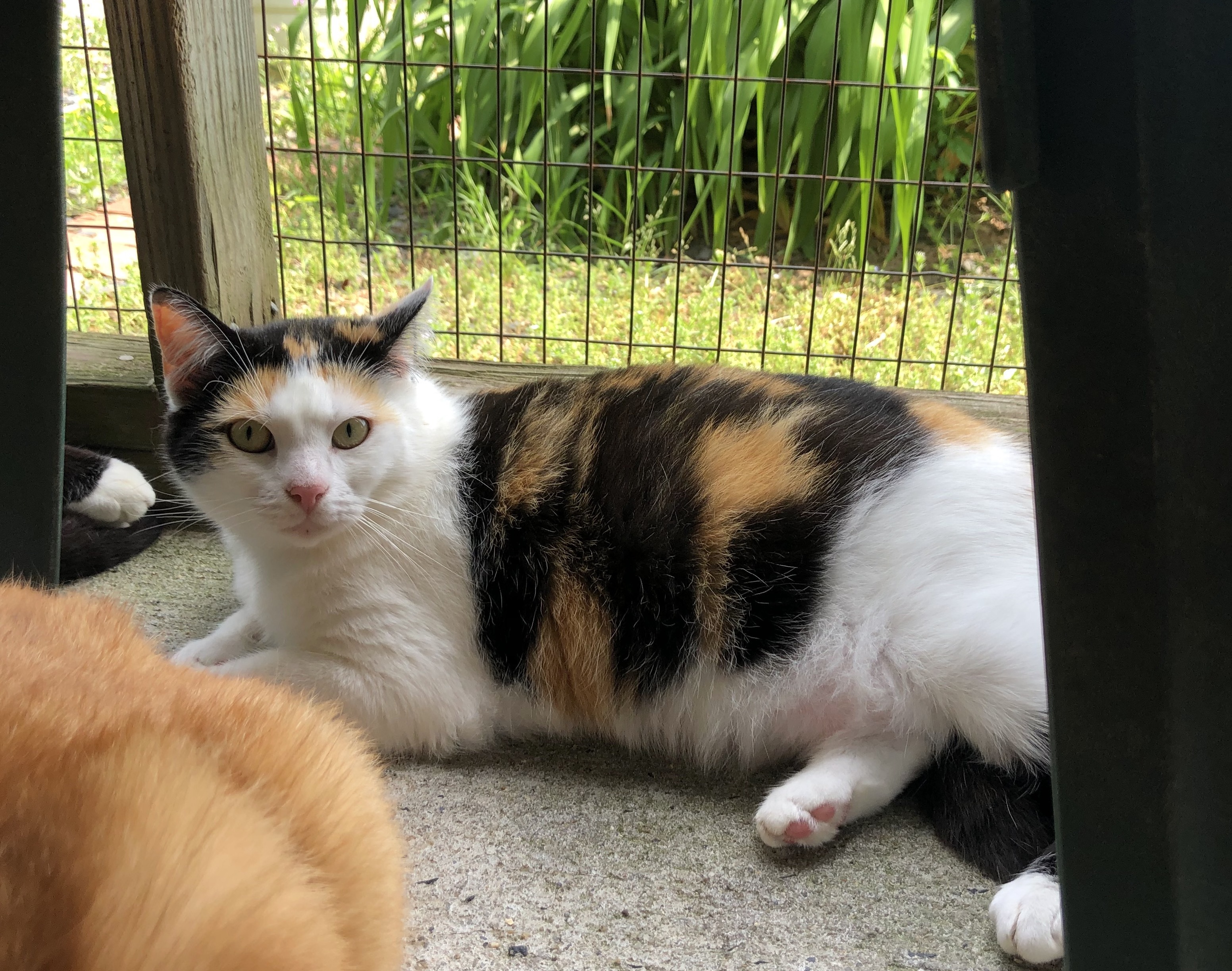 Enlarge Patsy Cline, a Adoptable Calico in Palmyra, VA image 5/6