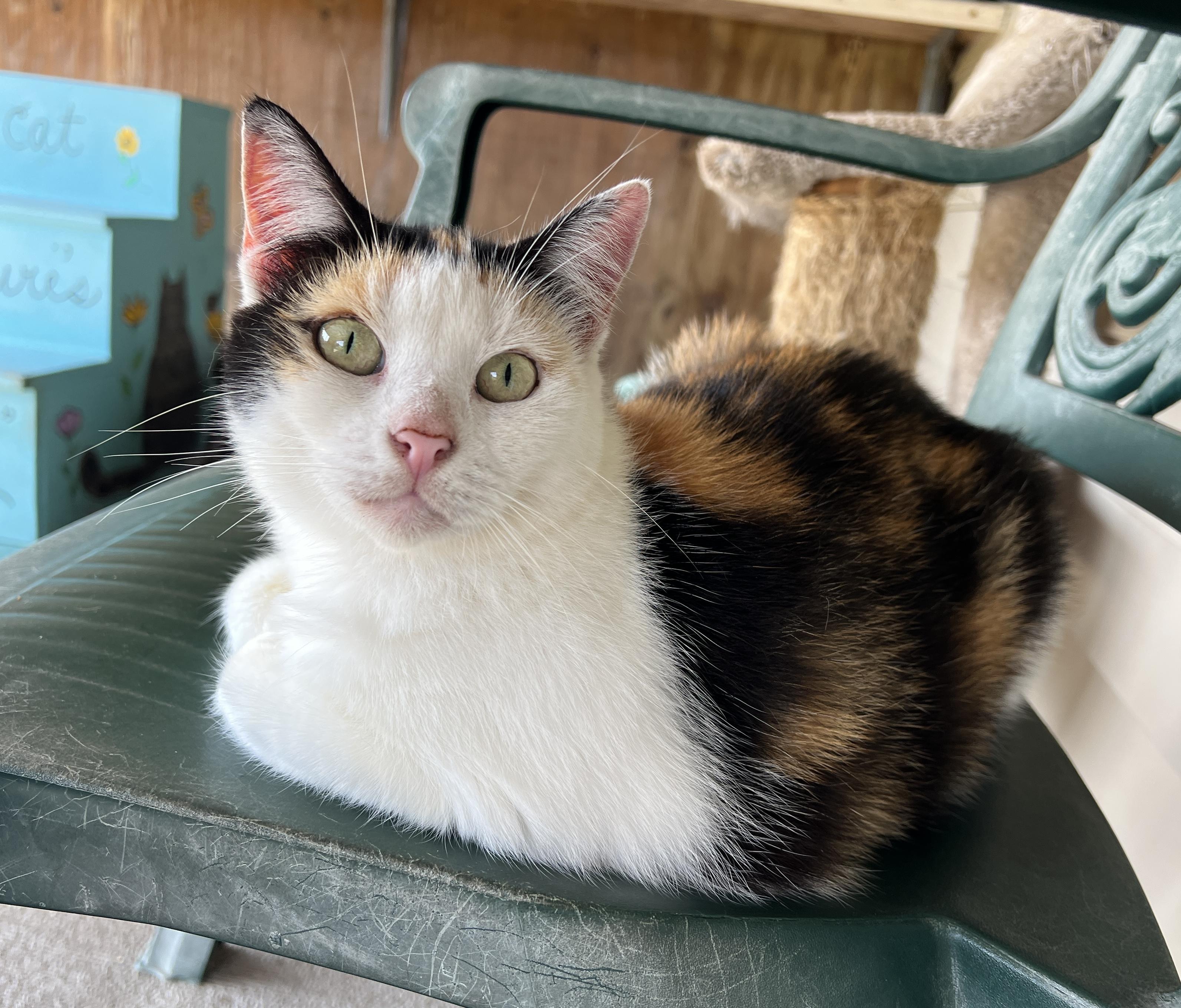 Enlarge Patsy Cline, a Adoptable Calico in Palmyra, VA image 6/6