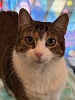 Alexandra, Adoptable, Adult Female Domestic Short Hair.