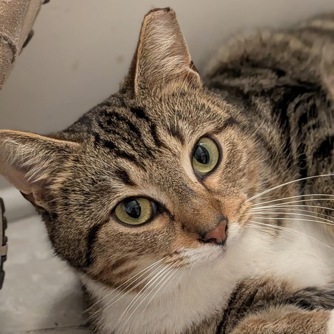 Marble, ADOPTABLE, Young Male Tabby.