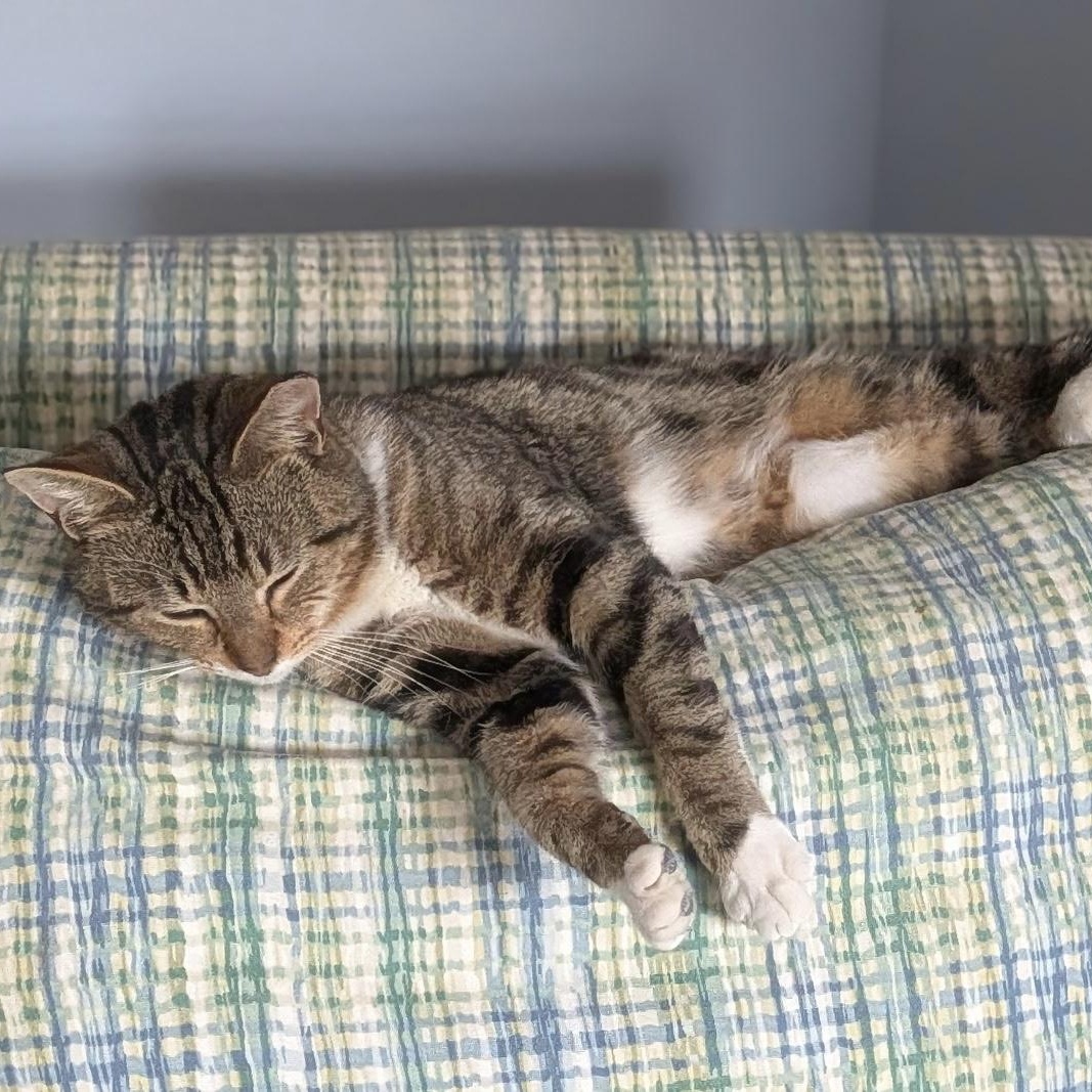 Enlarge Marble, a ADOPTABLE Tabby in Wilmington, NC image 4/5