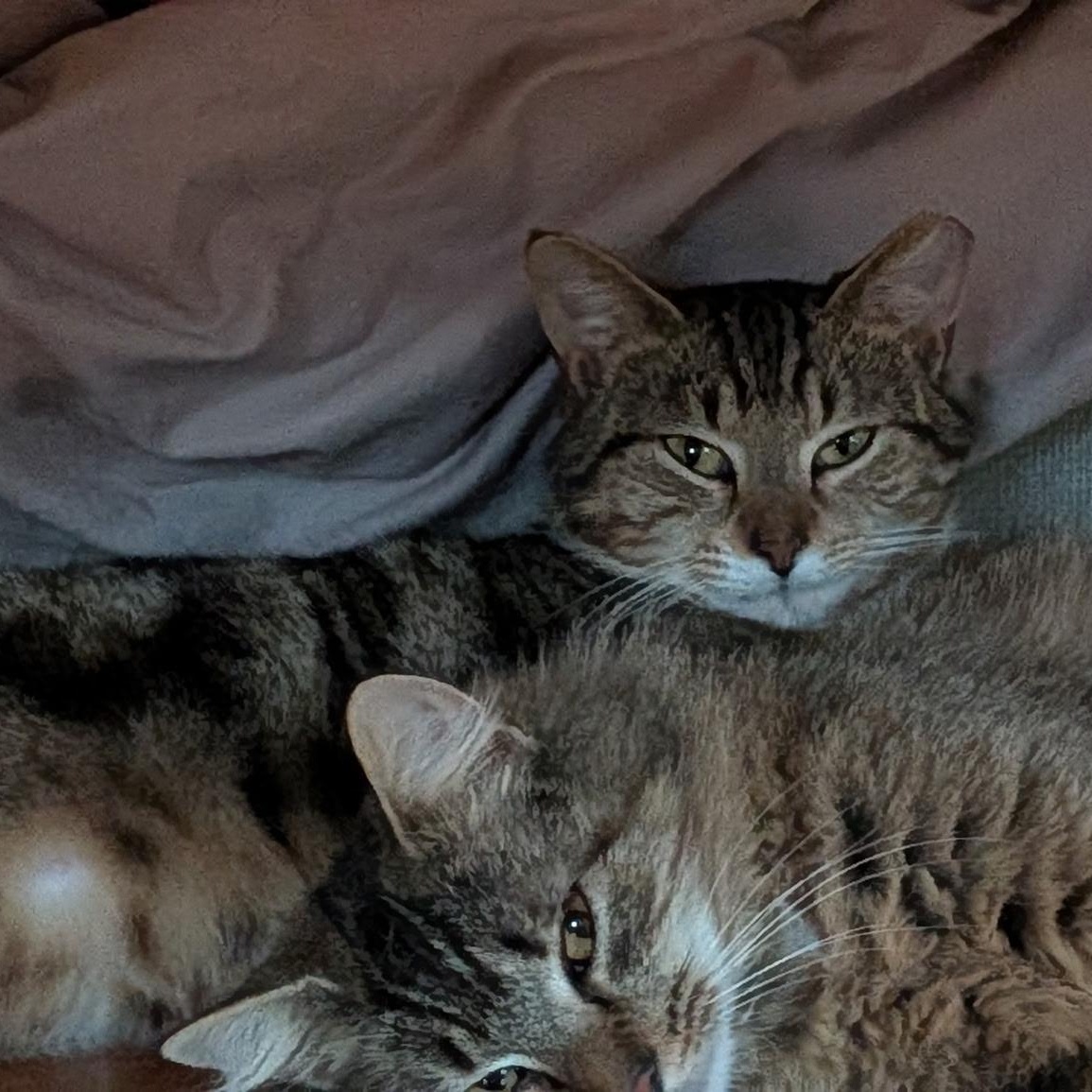 Enlarge Marble, a ADOPTABLE Tabby in Wilmington, NC image 5/5