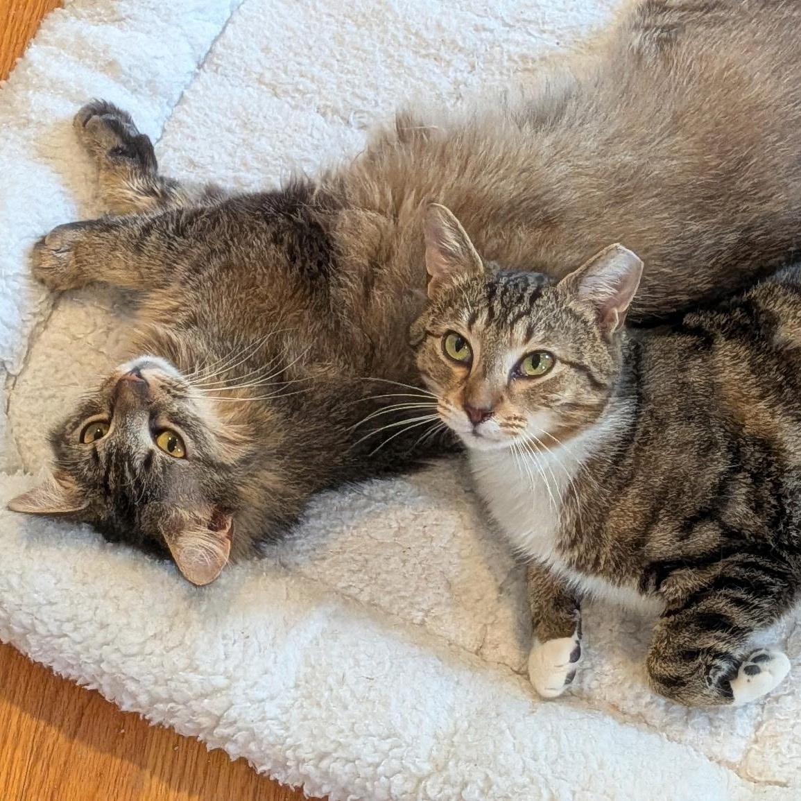 Enlarge Marble, a ADOPTABLE Tabby in Wilmington, NC image 3/5