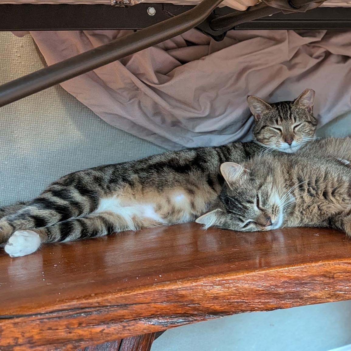 Enlarge Marble, a ADOPTABLE Tabby in Wilmington, NC image 2/5