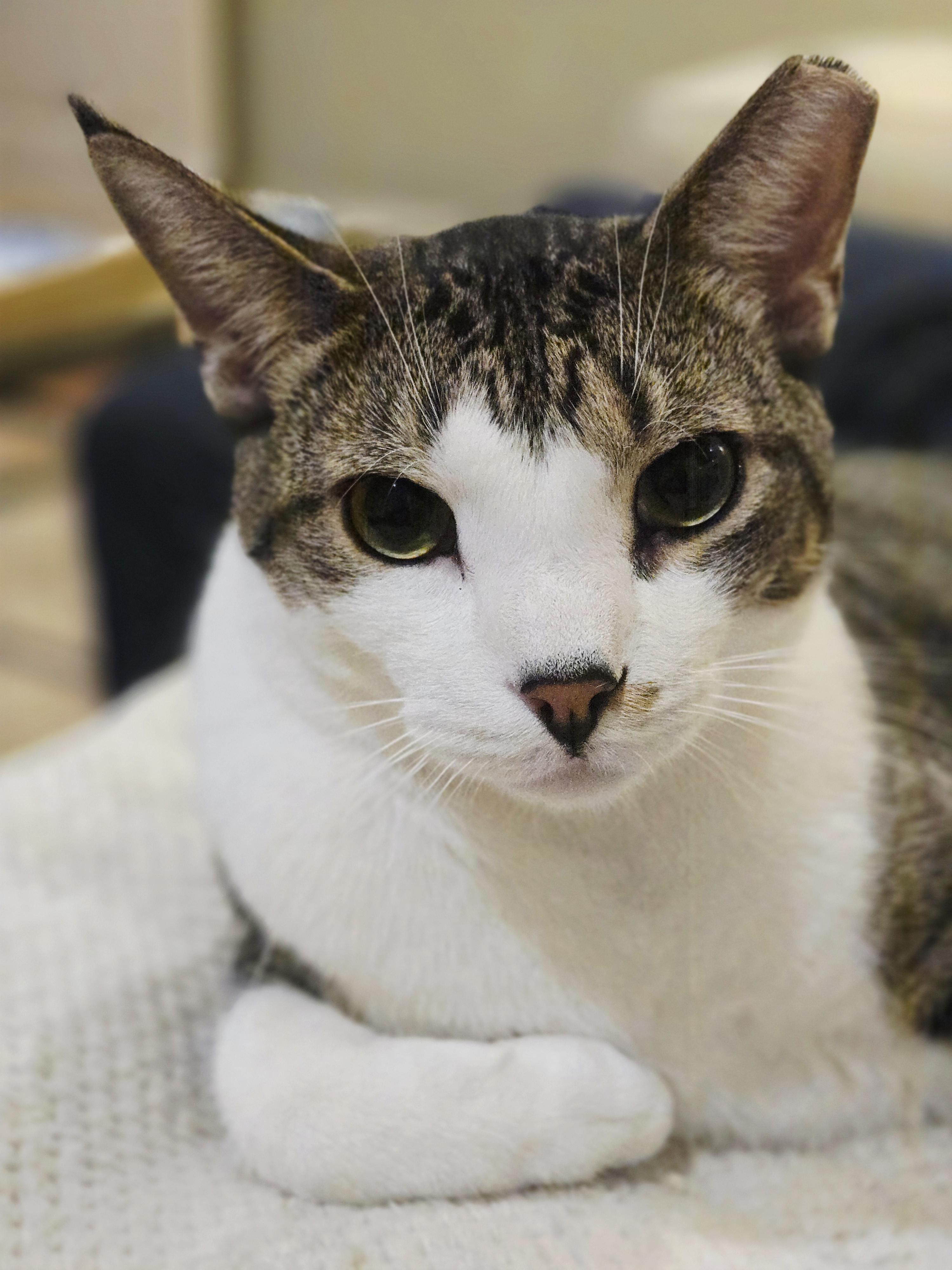 Enlarge Krackel, a Adoptable Domestic Short Hair in Staten Island, NY image 1/6