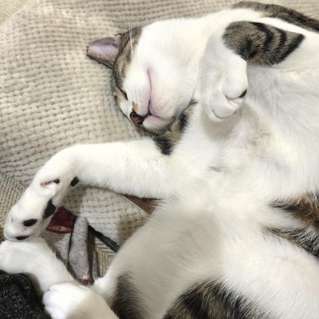 Enlarge Krackel, a Adoptable Domestic Short Hair in Staten Island, NY image 4/6