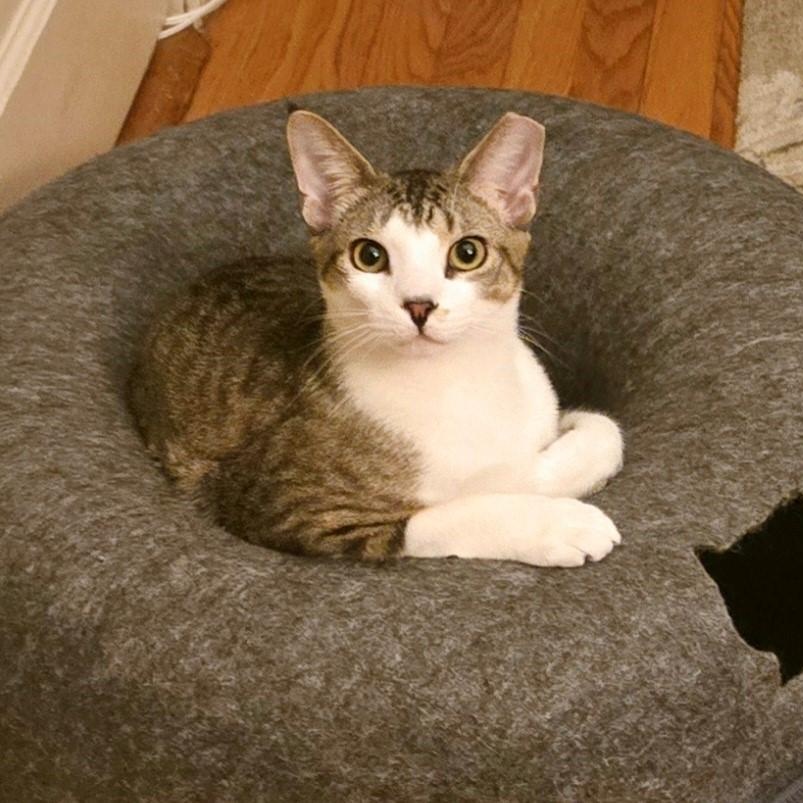 Krackel, Adoptable, Young Male Domestic Short Hair.