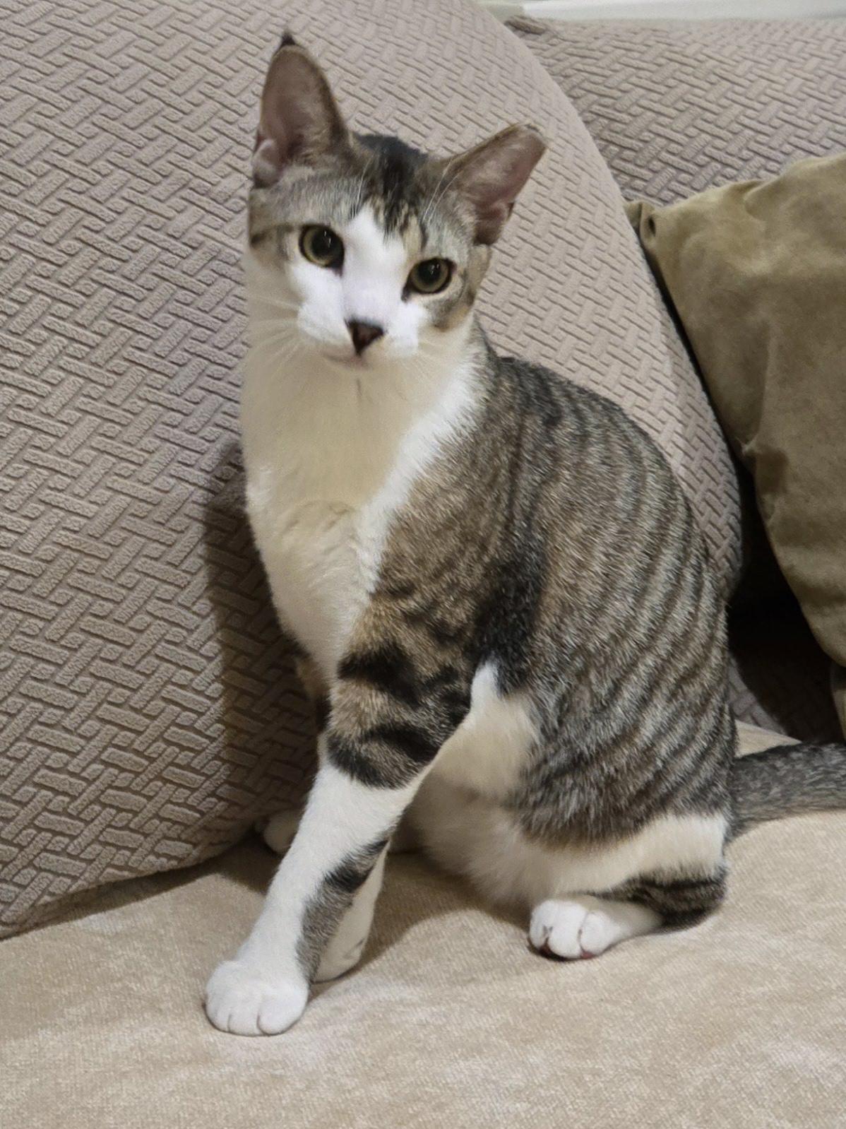 Enlarge Krackel, a Adoptable Domestic Short Hair in Staten Island, NY image 6/6